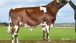 Ayrshire Breeding Bulls (12-18 Months)