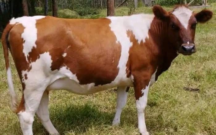 Ayrshire Breeding Heifers (12-18 Months)