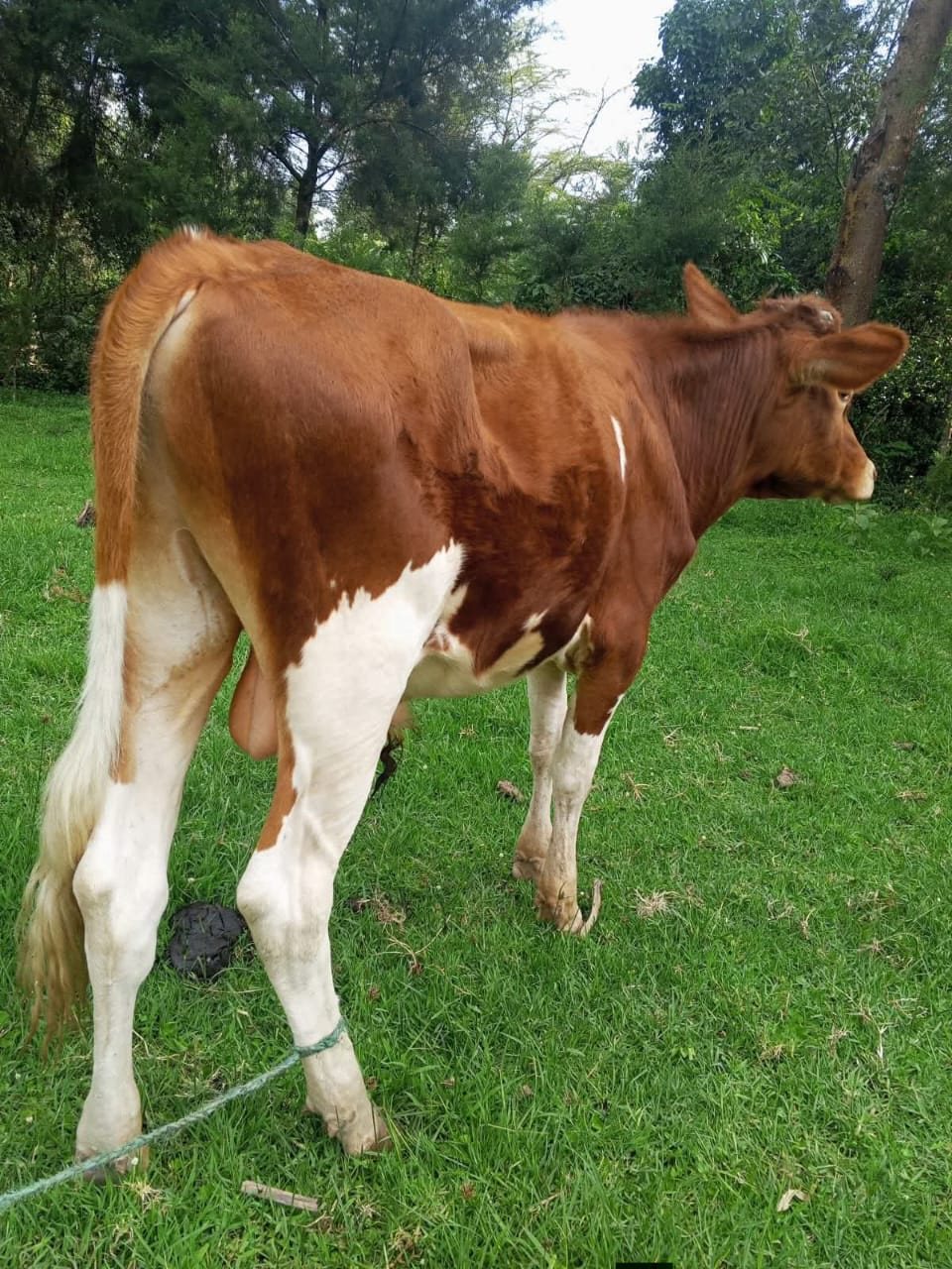 Ayrshire Growing Bulls (7-12 Months)