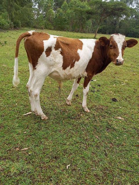 Ayrshire Young Bulls (3-6 Months)