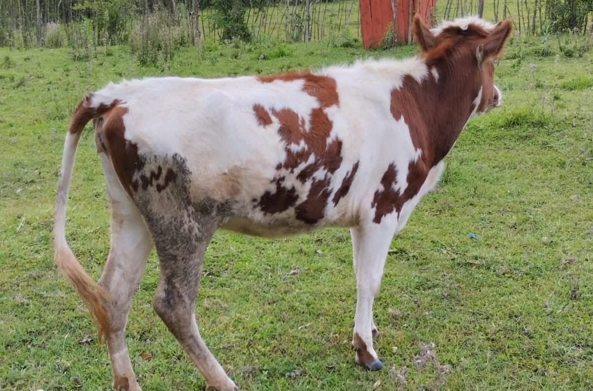 Ayrshire Young Heifers (7-12 Months)