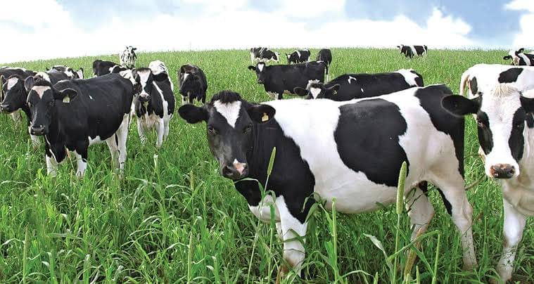 Friesian Breeding Heifers (12-18 Months)