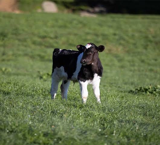 Friesian Young Bulls (3-6 Months)