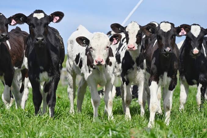 Friesian Young Heifers (7-12 Months)