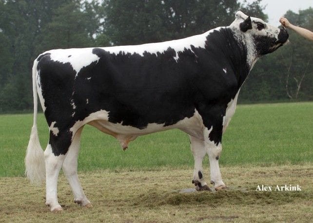 Girolando Breeding Bulls (12-18 Months)