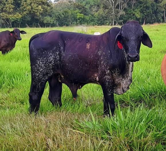 Girolando Growing Bulls (7-12 Months)