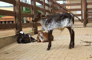 Girolando Young Bulls (3-6 Months)