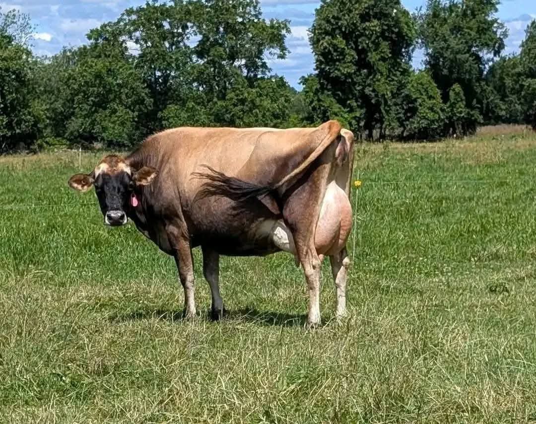 Jersey Breeding Bulls (12-18 Months)