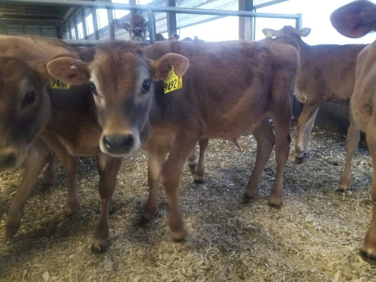 Jersey Growing Bulls (7-12 Months)