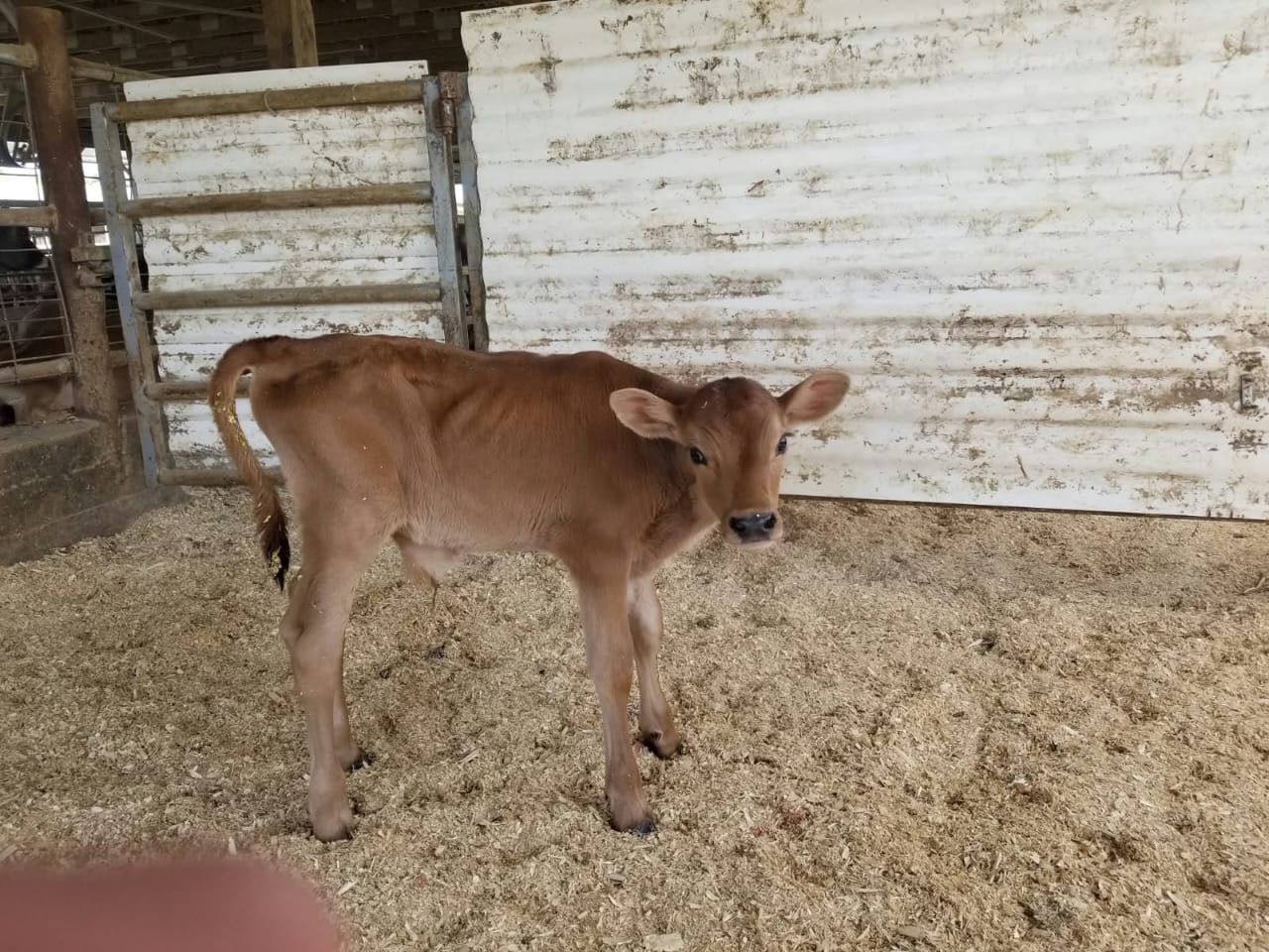 Jersey Young Bulls (3-6 Months)