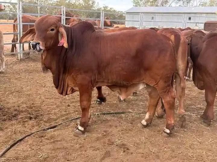 Sahiwal Breeding Bulls (12-18 Months)