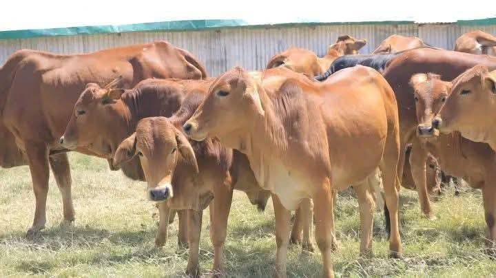 Sahiwal Breeding Heifers (12-18 Months)