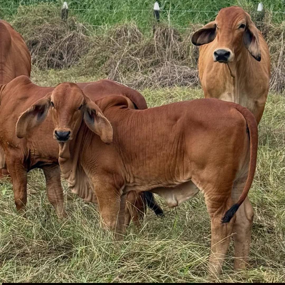 Sahiwal Young Bulls (3-6 Months)