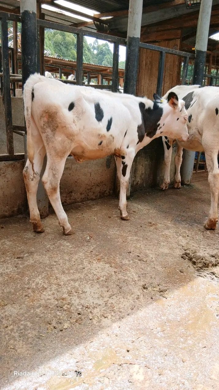 Dairy Heifer Promotion