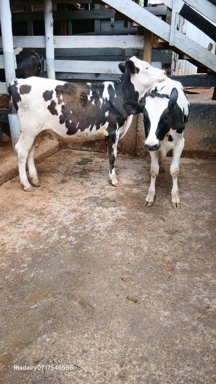 Friesian Dairy Heifers — Pair