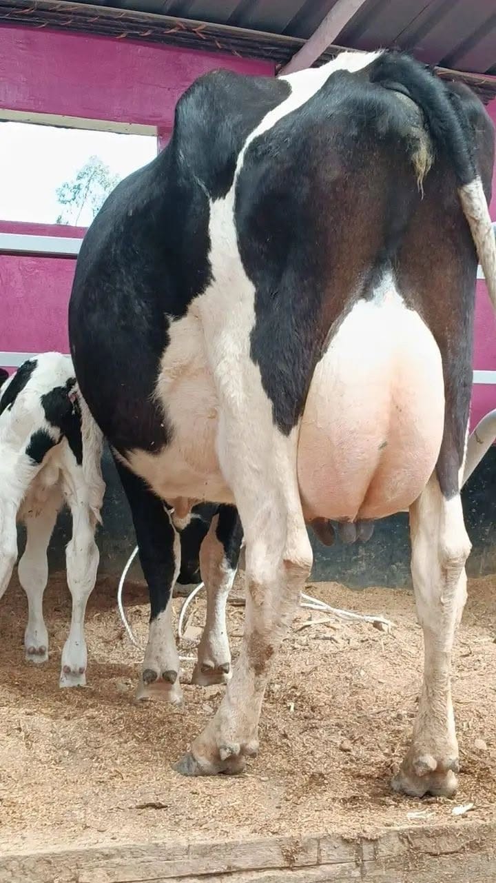 Lactating Cows