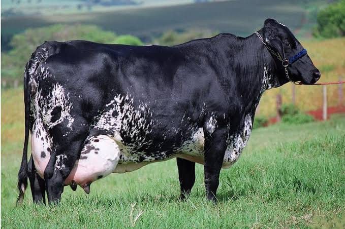 Girolando In-Calf Heifers