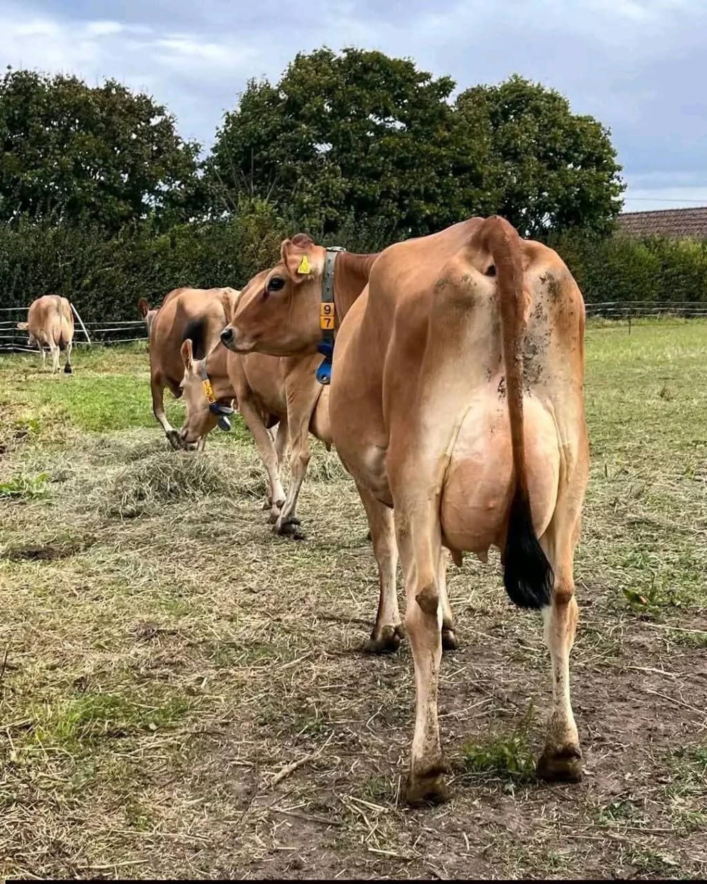 Jersey In-Calf Heifers