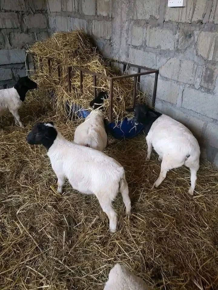 Dorper Lambs — Weaners