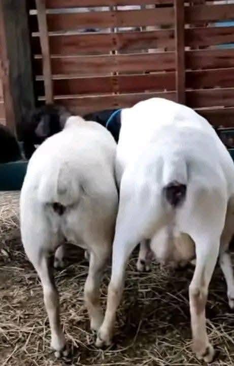 Young Dorper Rams (Ram Lambs)