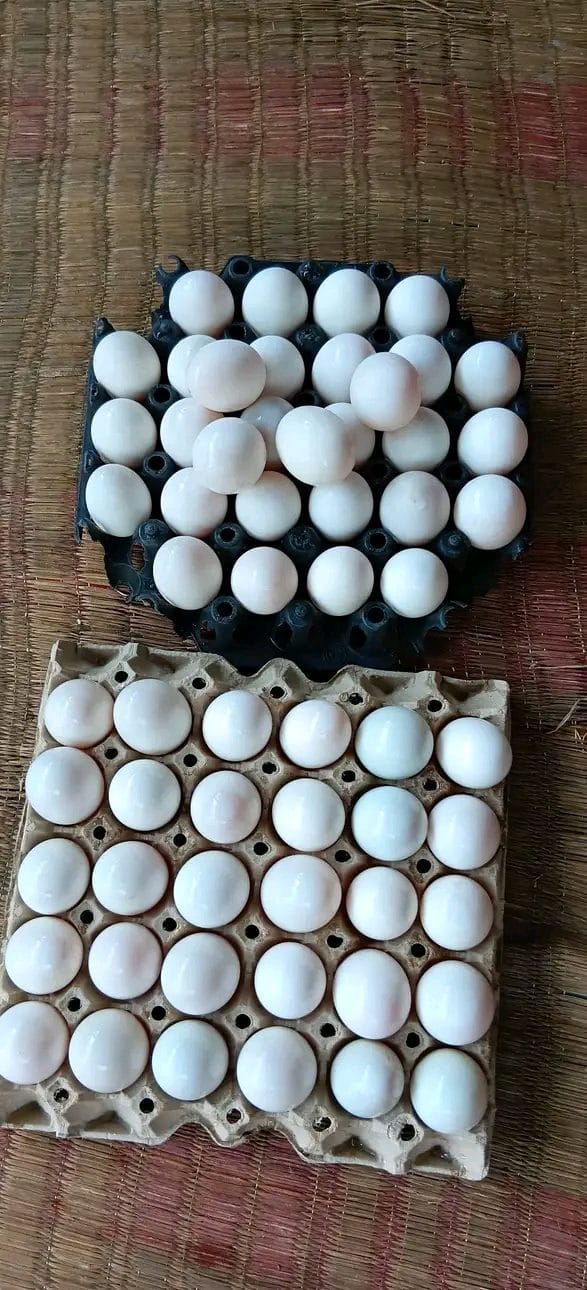 Mixed Tray Sizes