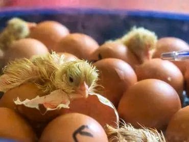 Kienyeji Eggs