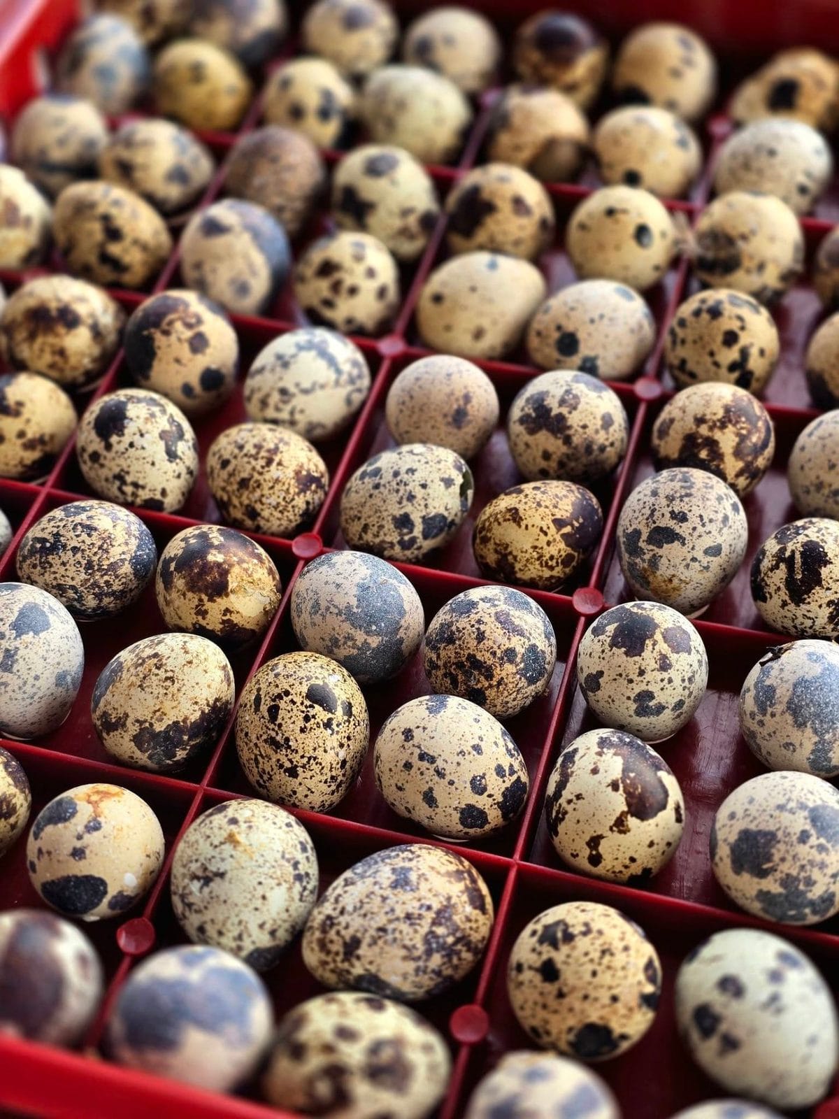 Quail Eggs