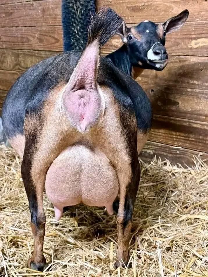 Alpine Dairy Doe with Twin Kids
