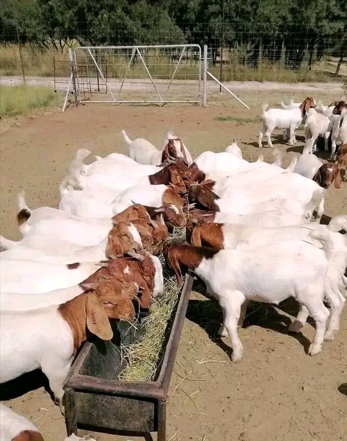Boer Goat Herd — Bulk Available