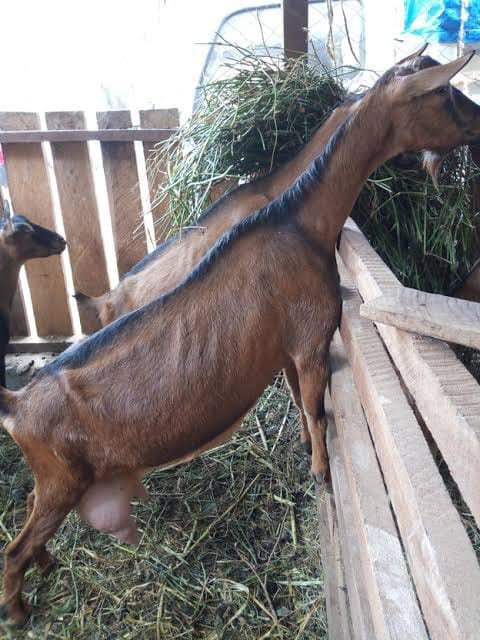 Dairy Goat Breeding Bucks