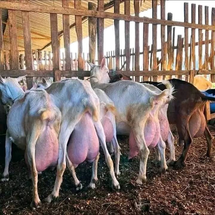Dairy Goat Breeding Does