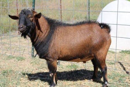 Dairy Goat Mature Breeding Bucks