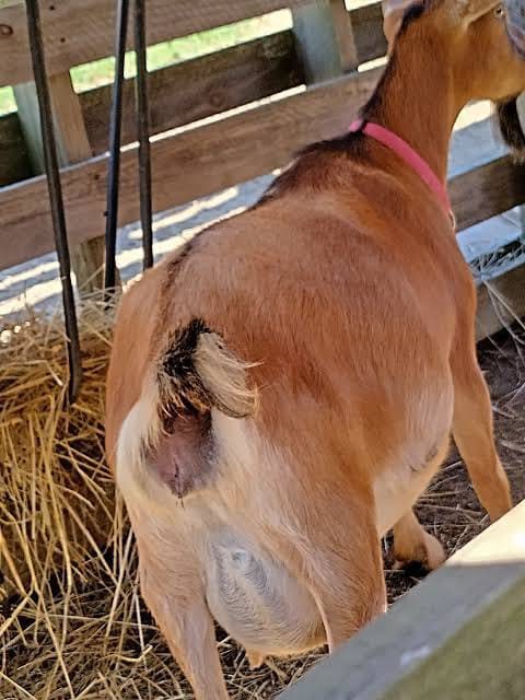 Dairy Goat Pregnant Does