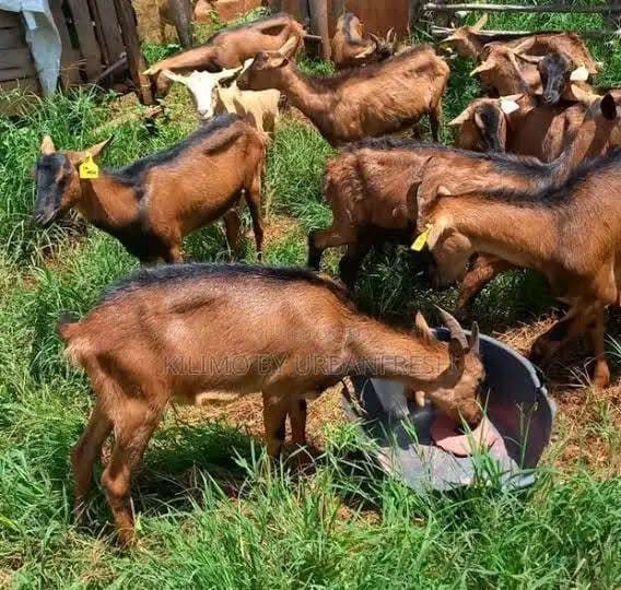 Dairy Goat Young Bucks (6-12 Months)