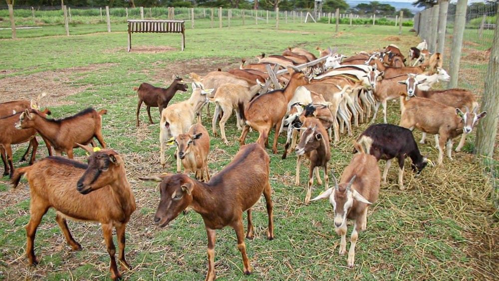 Dairy Goat Young Does (6-12 Months)