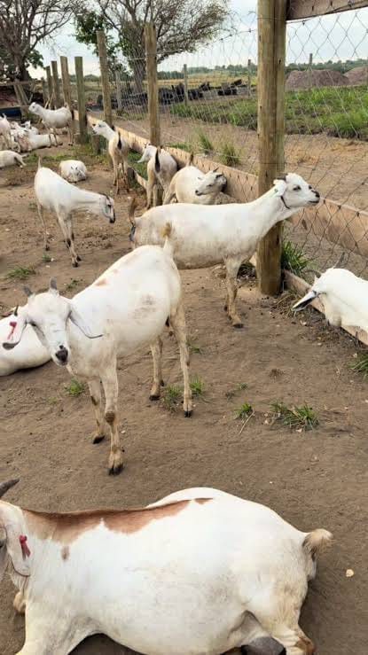 Gala Young Bucks (3-5 Months)