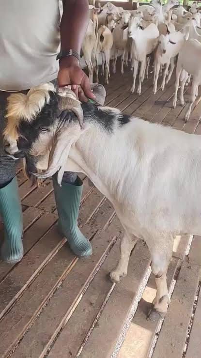 Gala Young Bucks (6-12 Months)