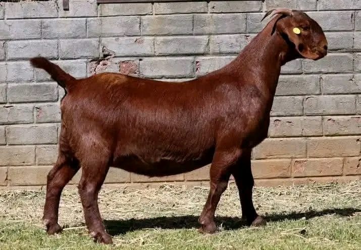 Kalahari Red Breeding Doe