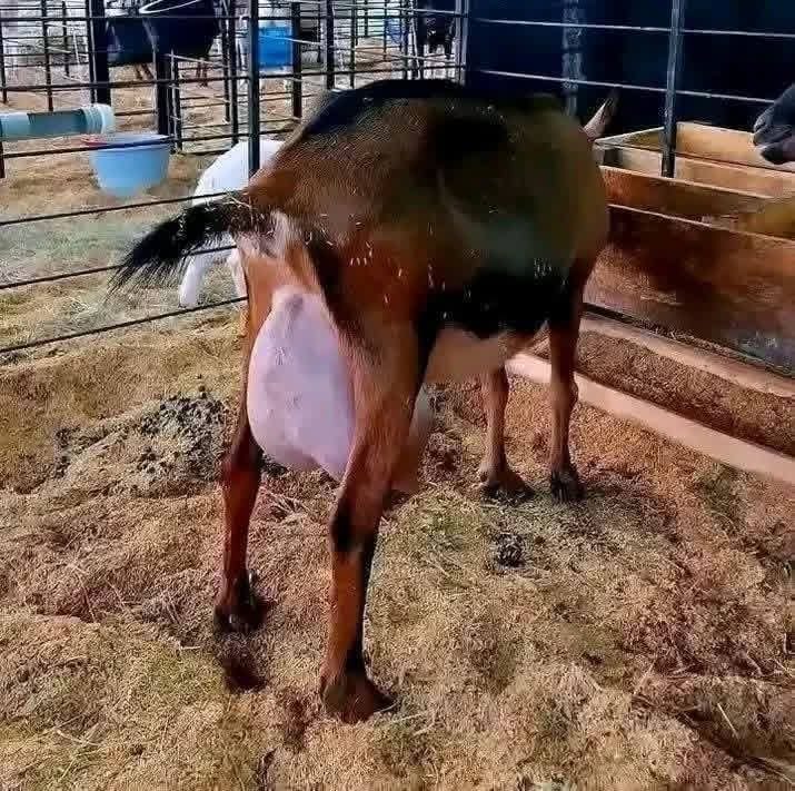 Anglo-Nubian Dairy Doe