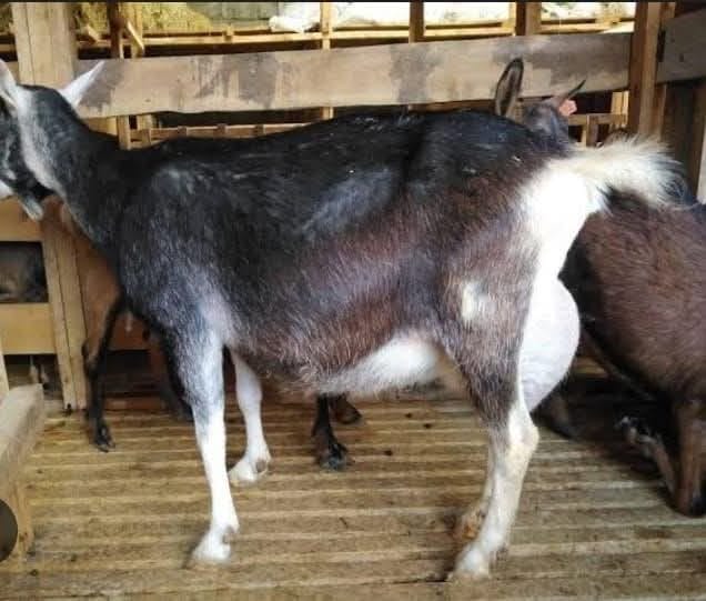 Toggenburg Dairy Doe