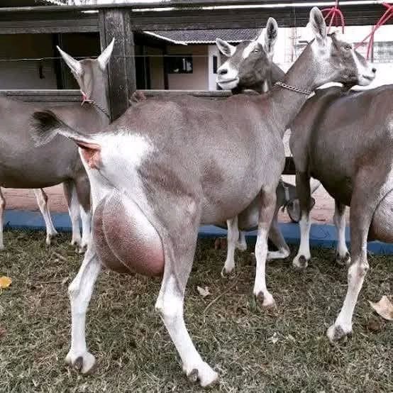 Toggenburg Does — Breeding Trio
