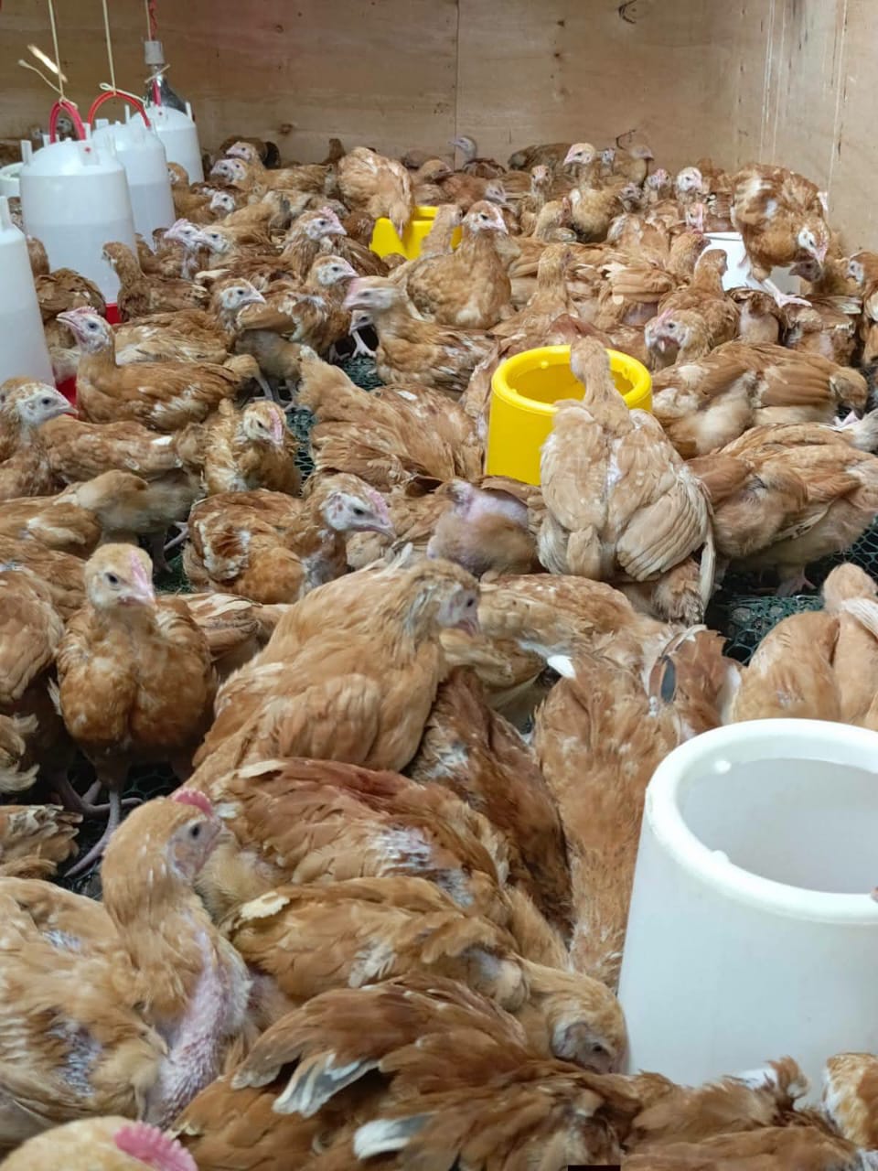 5 Weeks Old Chicks