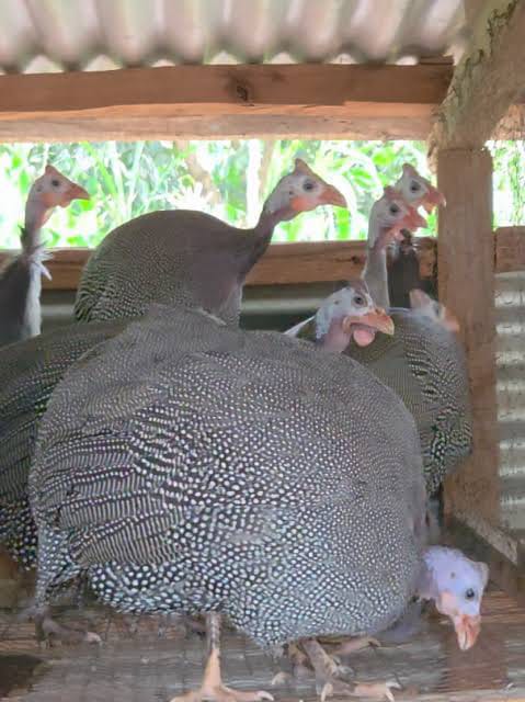 Guinea Fowl Mature Breeding Pair