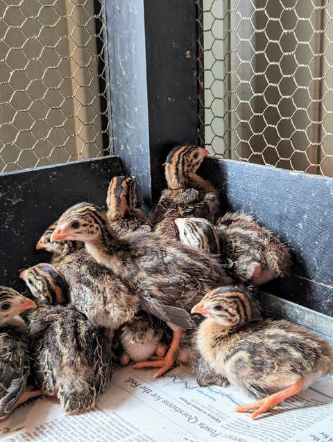 Guinea Fowl Keets — 3 Weeks Old