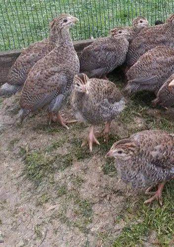 Guinea Fowl Keets — 6 Weeks Old (Off-Heat)
