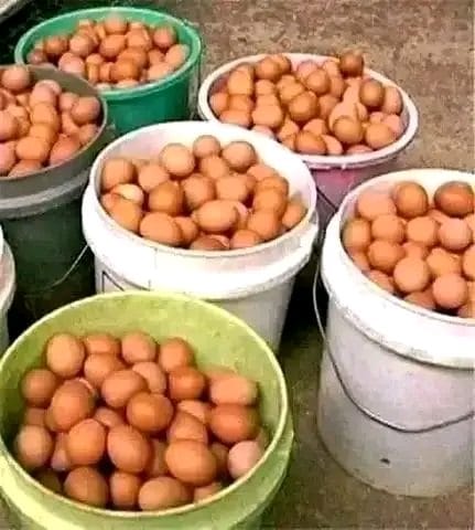 Fertilized Hatching Eggs