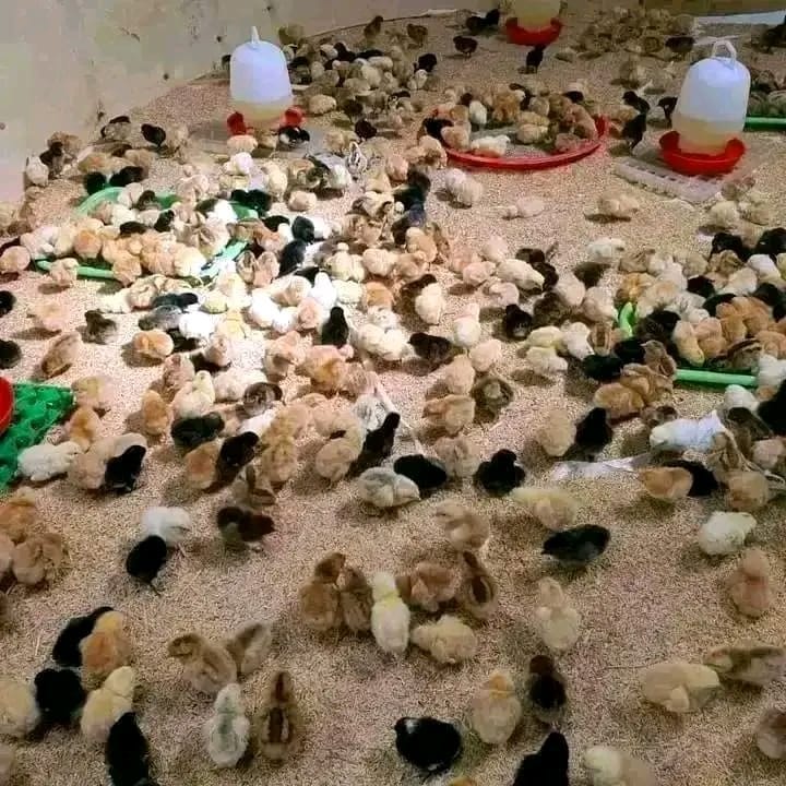 1 Week Old Chicks