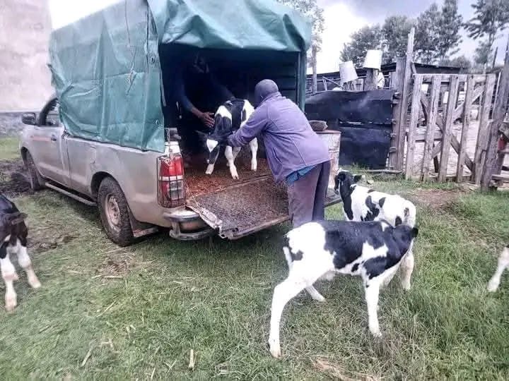 Calves being unloaded at the customer's farm