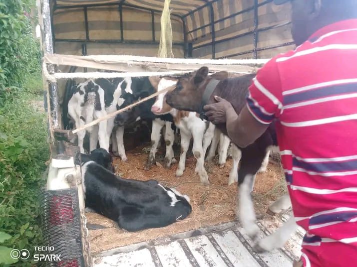 Calves tethered with bedding for long-distance transit