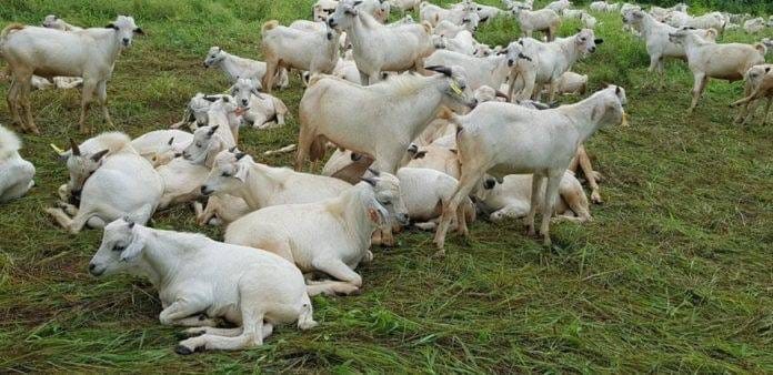 Flock of sheep and goats resting on grass